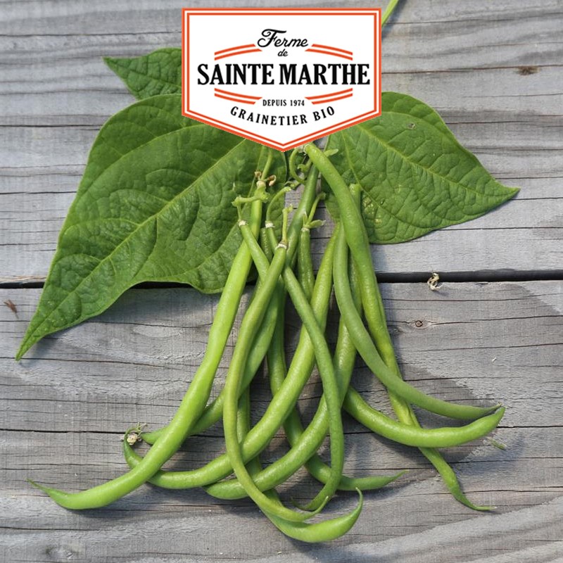 La ferme Sainte Marthe - 80 grammes Haricot Nain Pongo Filet Mangetout