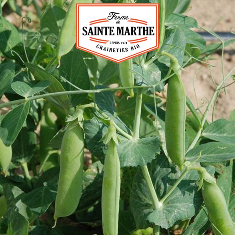 La ferme Sainte Marthe - 80 grams Peas Karina Grain Ride à Ecosser