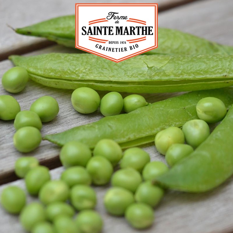 La ferme Sainte Marthe - 80 grammes Pois Nain Merveille de Kelvedon à Grain Ride à Ecosser
