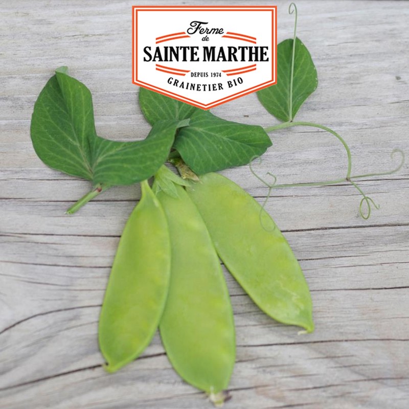 La ferme Sainte Marthe - 80 grammes Pois Nain Norli Grain Rond Mangetout