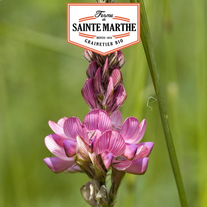La ferme Sainte Marthe - 200 grammes Sainfoin