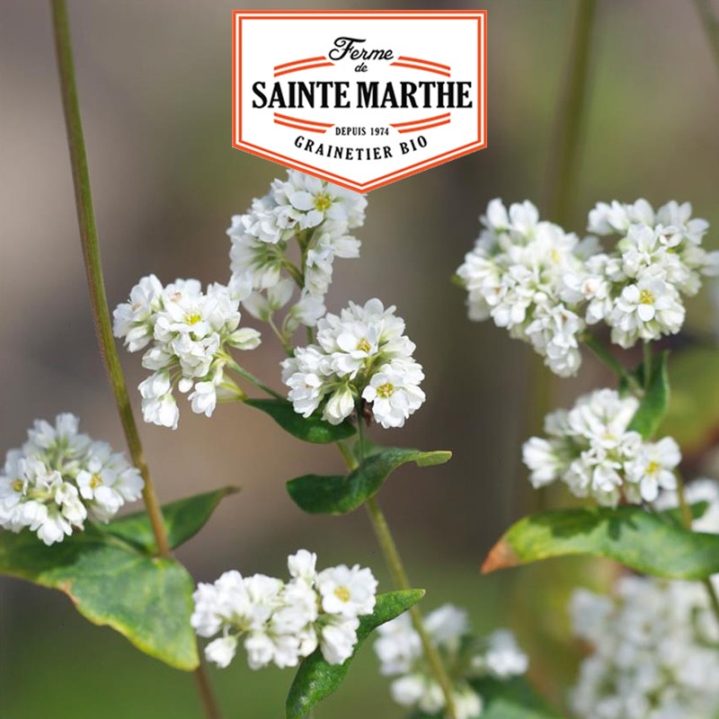 La ferme Sainte Marthe - 150 grammes Sarrasin