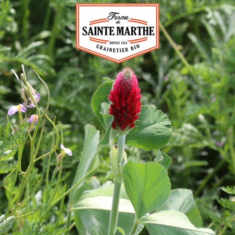 La ferme Sainte Marthe - 150 grammes Trèfle Incarnat