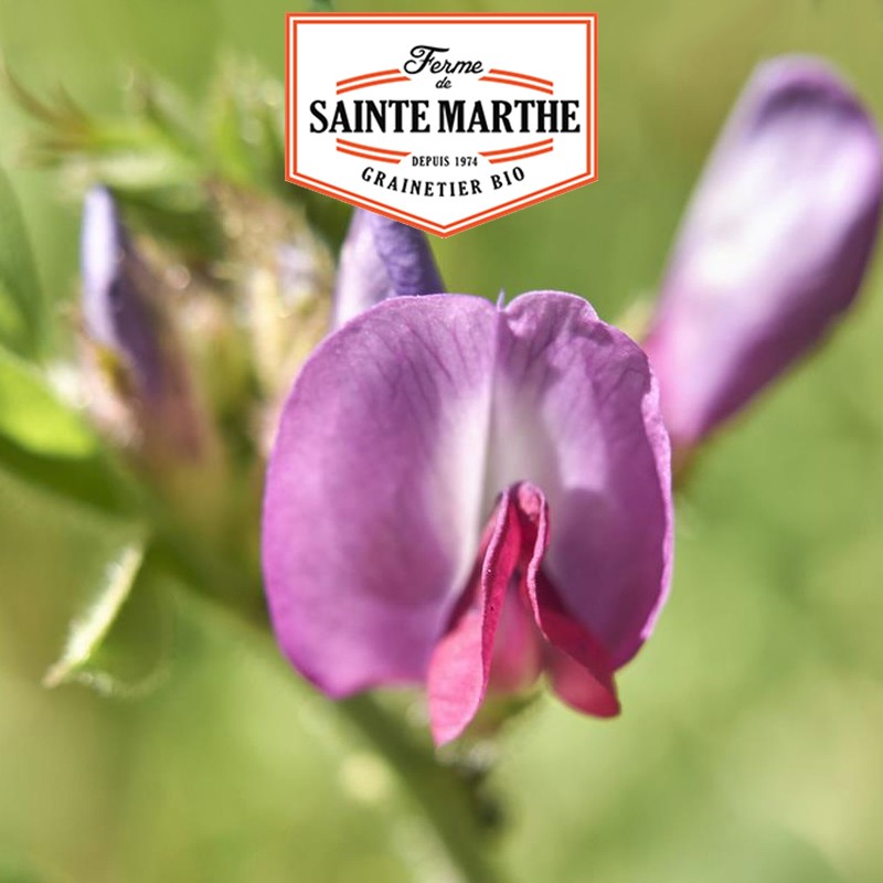 La ferme Sainte Marthe - 500 gram Voorjaarswikke