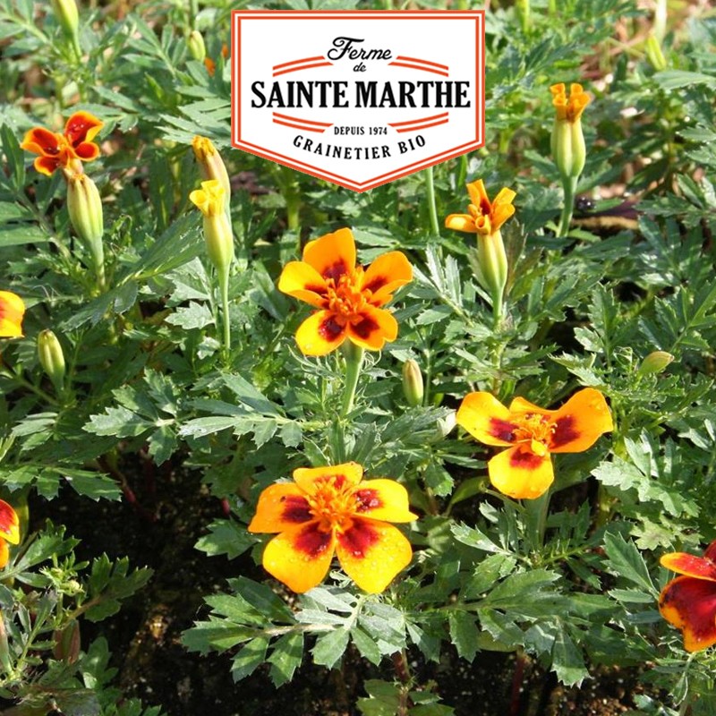 La ferme Sainte Marthe - 250 semi Calendula selvatica
