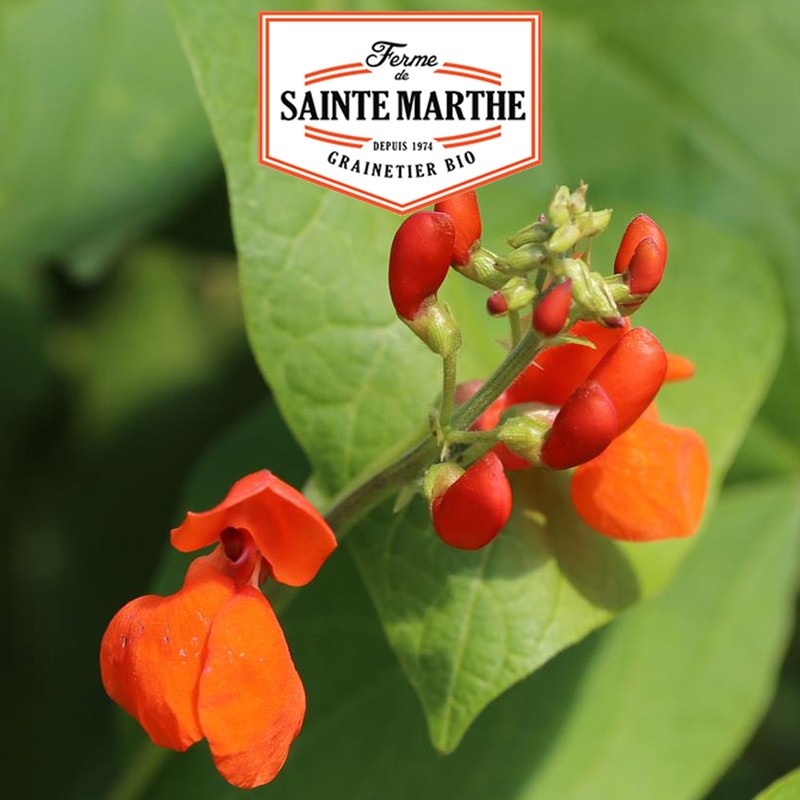 La ferme Sainte Marthe - 10 graines Haricot d'Espagne Scarlet Emperor