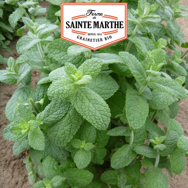 La ferme Sainte Marthe - 500 Samen Minze Apfel
