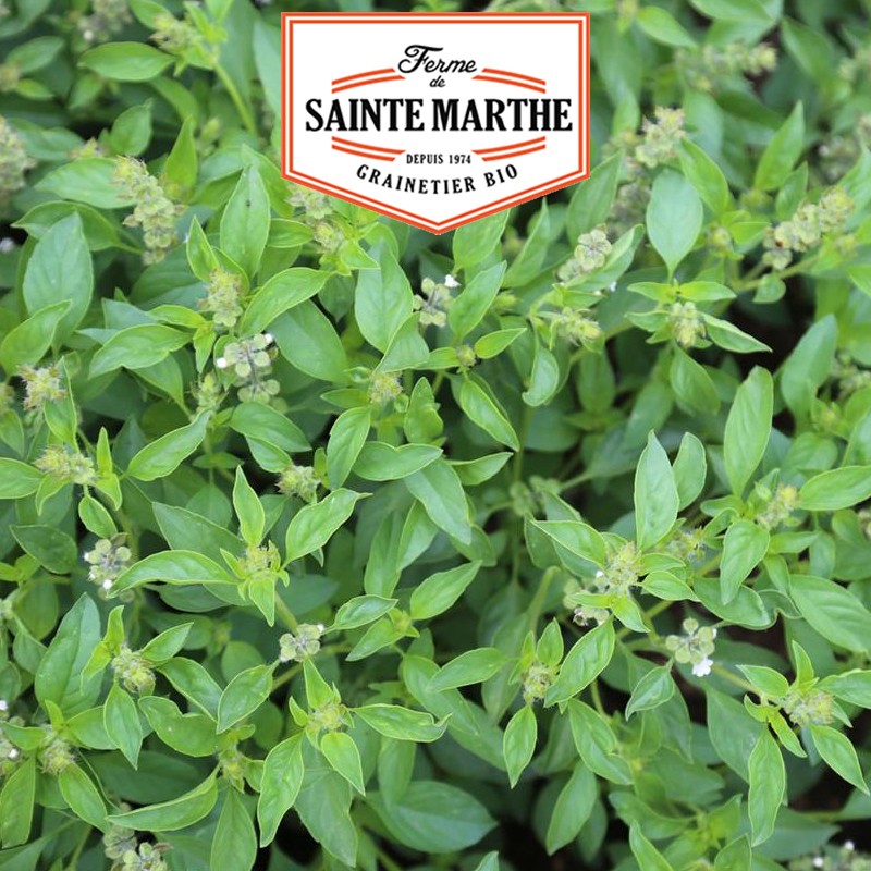 La ferme Sainte Marthe - 200 semillas de albahaca lima