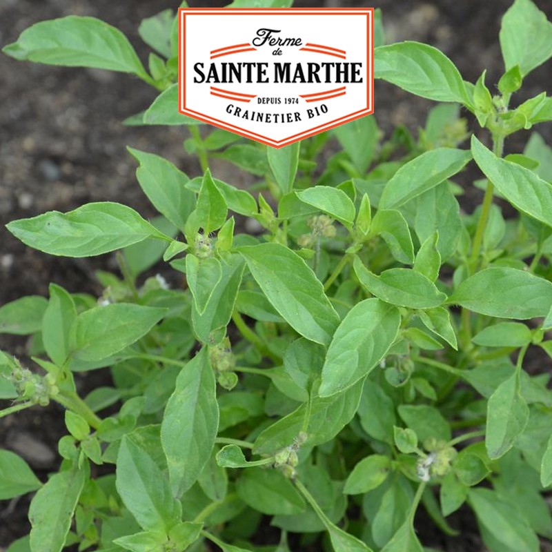 La ferme Sainte Marthe - 250 zaden Basilicum Limoen Onbehandeld