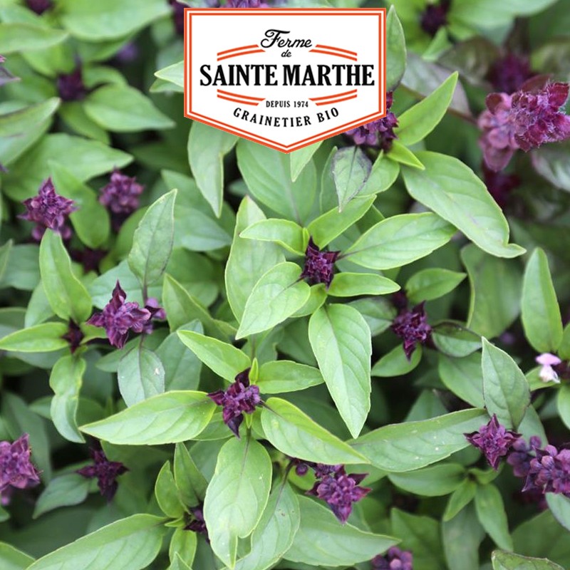 La ferme Sainte Marthe - 200 seeds Basil Anis