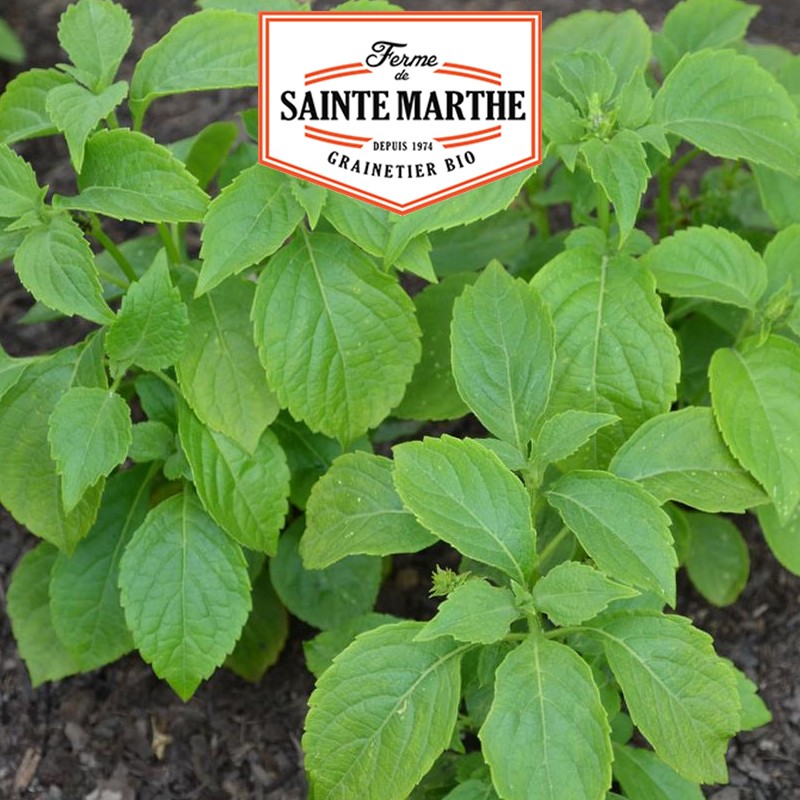 La ferme Sainte Marthe - 200 seeds Basil Thyme