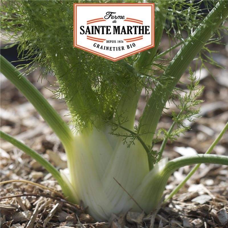 La Ferme Sainthe Marthe - 250 seeds Fenouil Finale