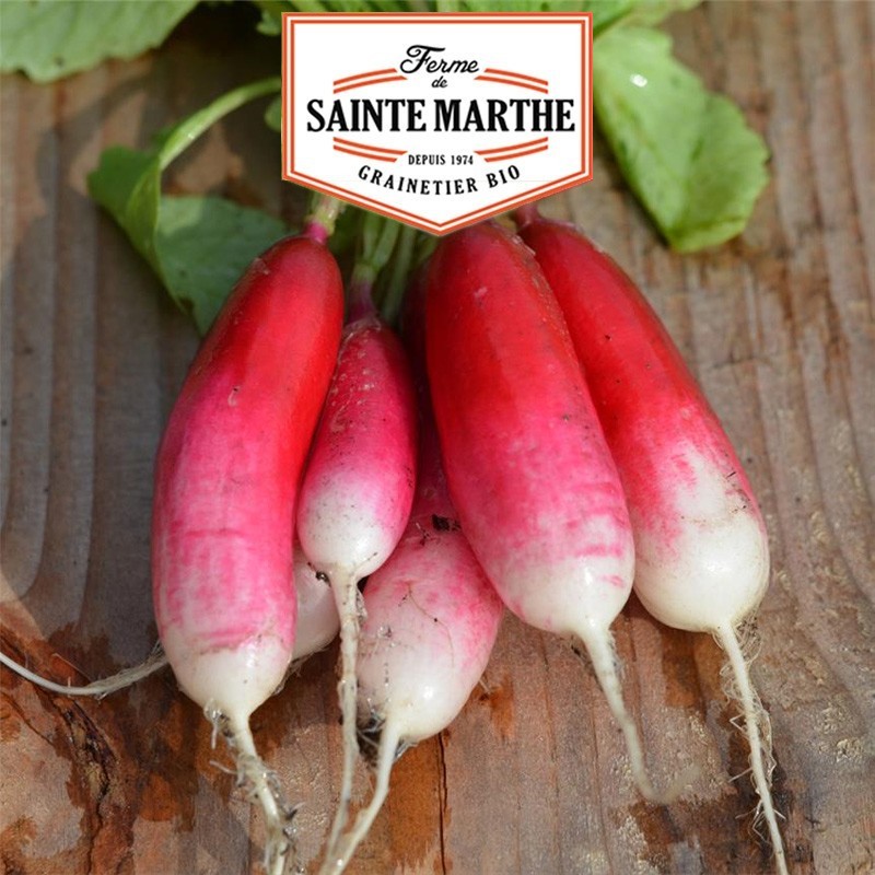 La Ferme sainte Marthe - 1000 graines Radis Flamboyant