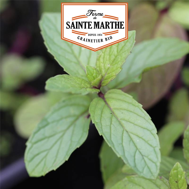 La ferme Sainte Marthe - 500 graines Menthe Verte