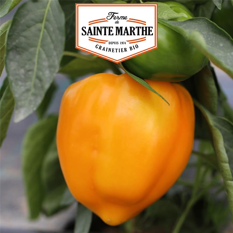 La ferme Sainte Marthe - 30 graines Poivron California Orange Wonder