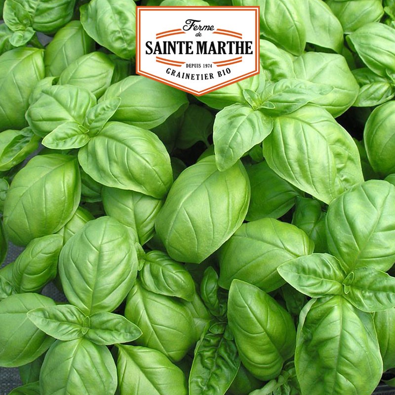 La ferme Sainte Marthe - 200 graines Basilic Genovese