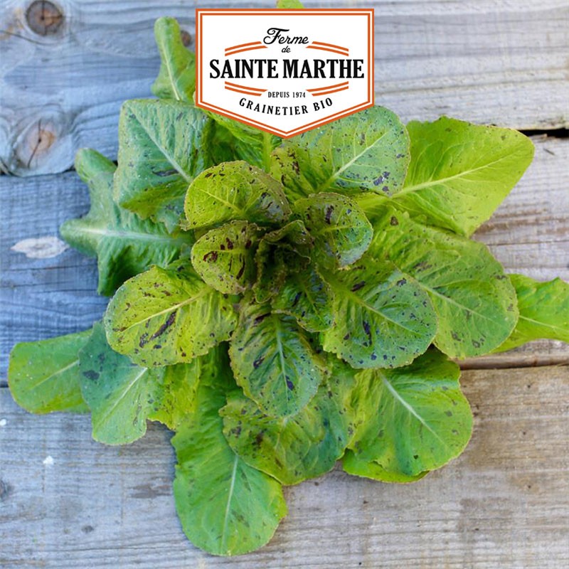La ferme Sainte Marthe - 500 graines Laitue Romaine Chicon Panache