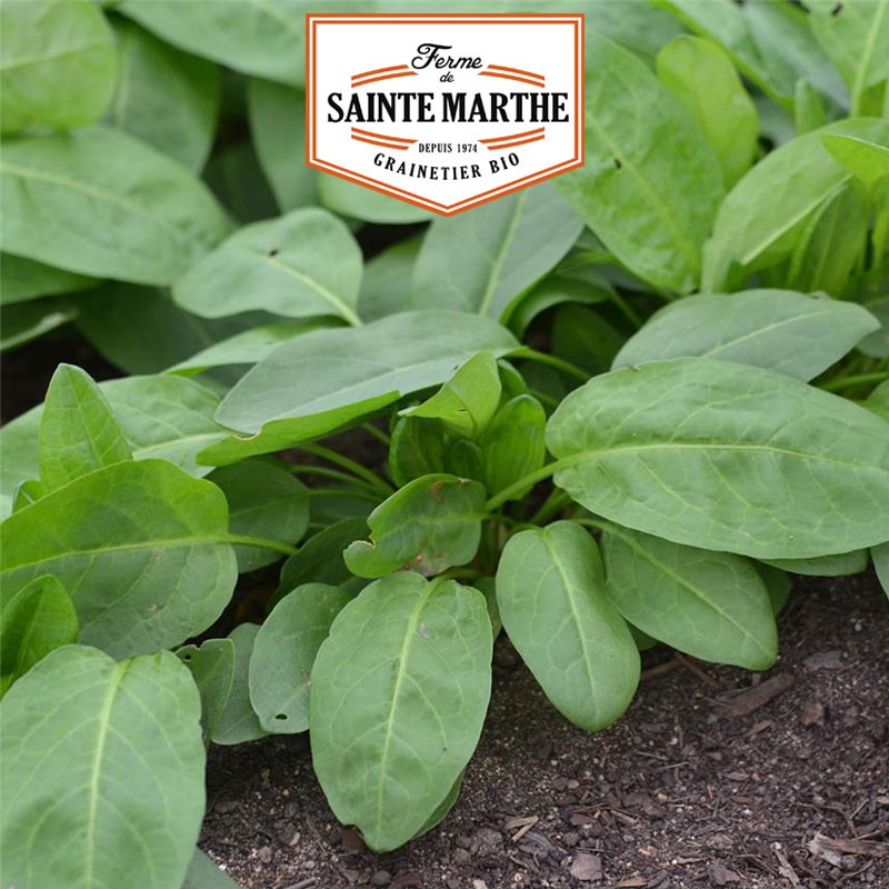 La ferme Sainte Marthe - 500 semillas Espinaca acedera