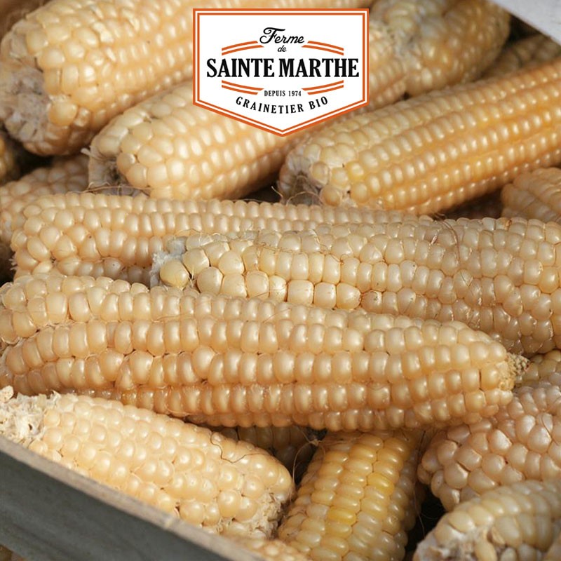 La ferme Sainte Marthe - 50 graines Mais Doux Miner