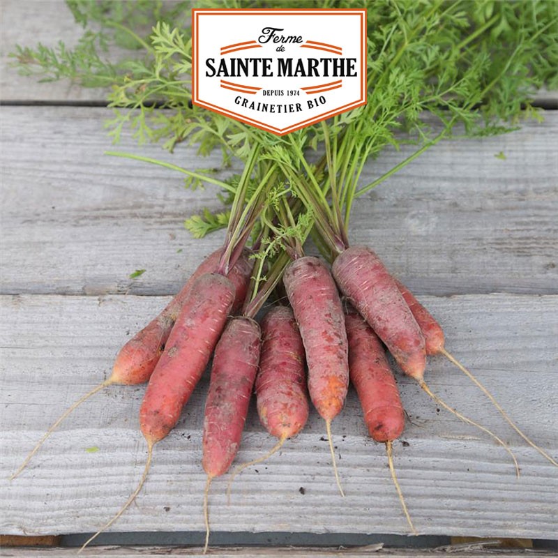 La ferme Sainte Marthe - 1500 semillas Carrot Longue Rouge Sang