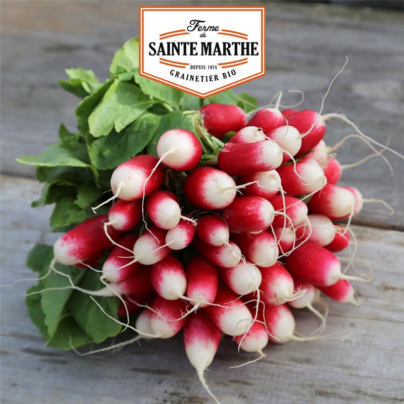 La ferme Sainte Marthe - 1000 graines Radis de 18 jours