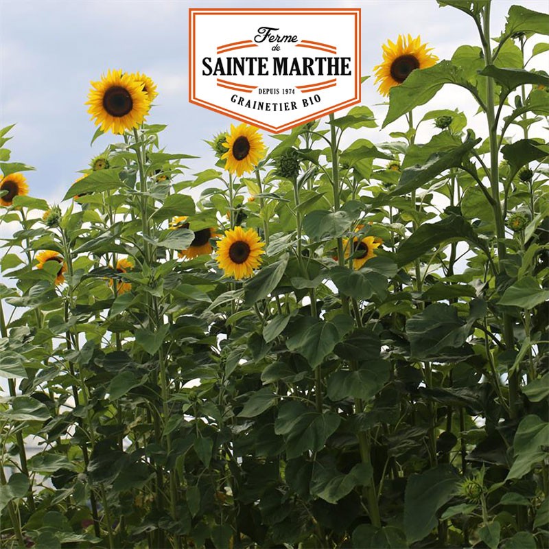 La ferme Sainte Marthe - 50 graines Tournesol Géant