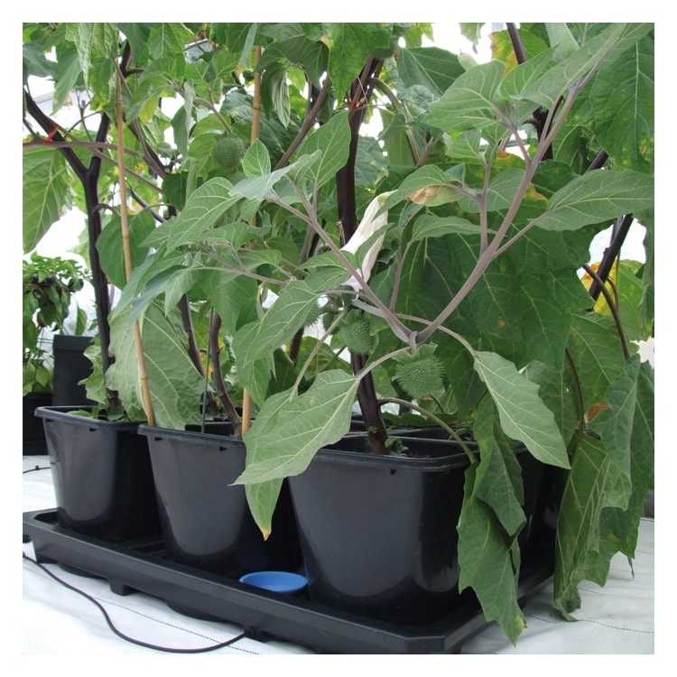 AUTO9 XL SYSTEM - WITH 25LTR POT