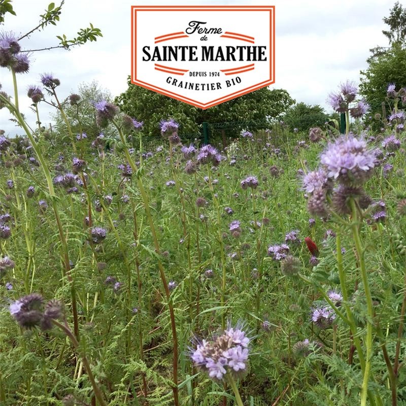 La ferme Sainte Marthe - 150 grammes - Mélange Améliorant Annuel
