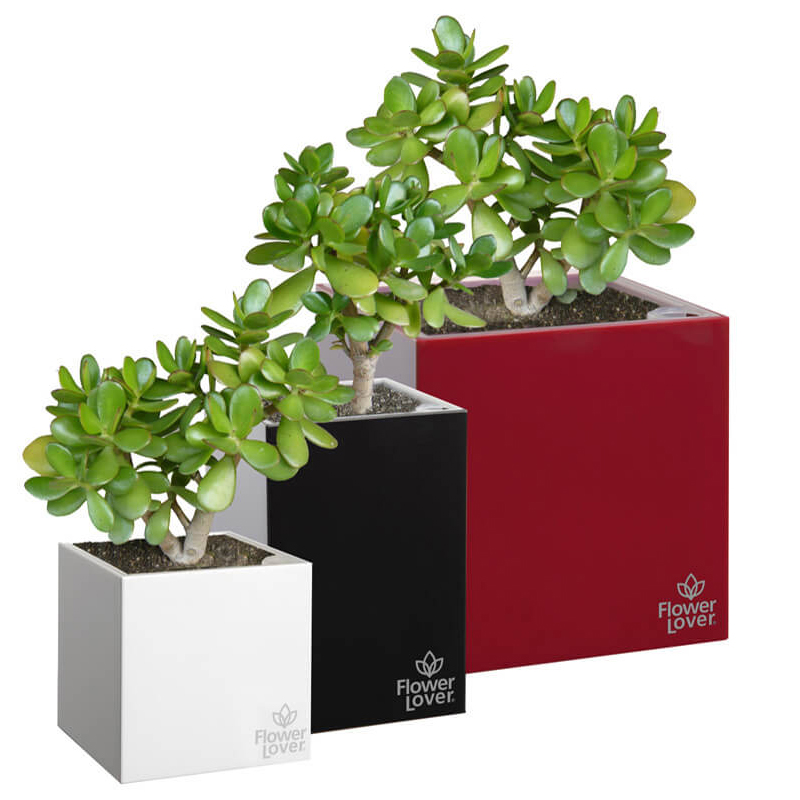 CUBICO 27X27X27 ELEGANT RED