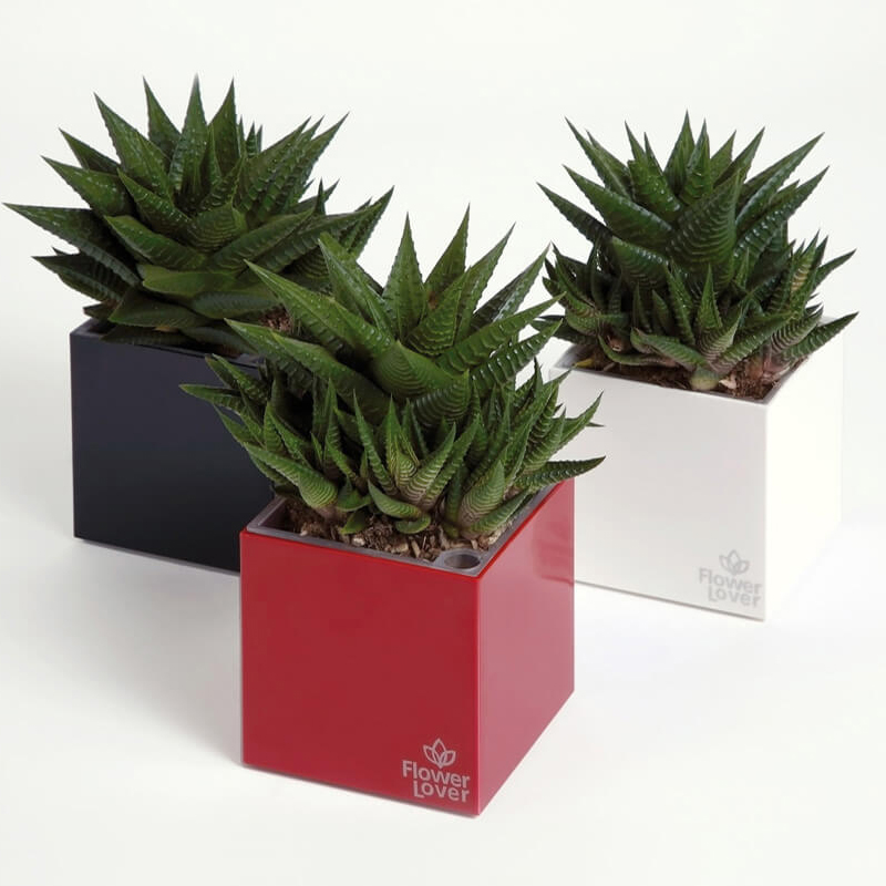 CUBICO 33X33X33 PAARS