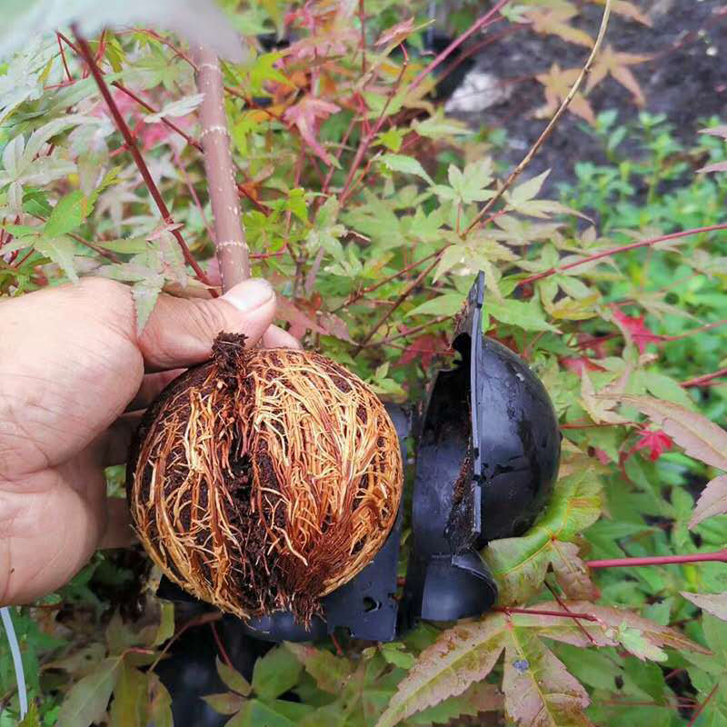 3 Boules Enracinement Noires L - VG Garden