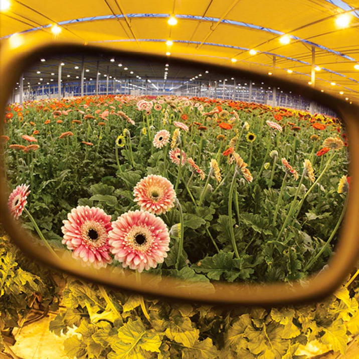 Method Seven - Resistance HPS 2 Plus - Lunettes de protection