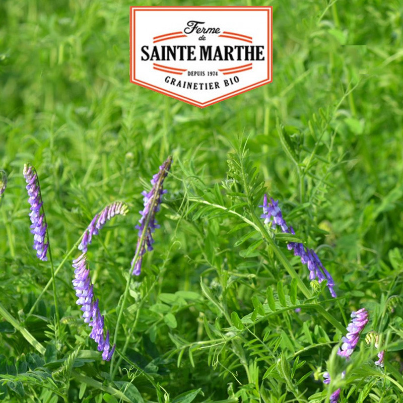 La ferme Sainte Marthe - Vesce de Cerdagne - 150g