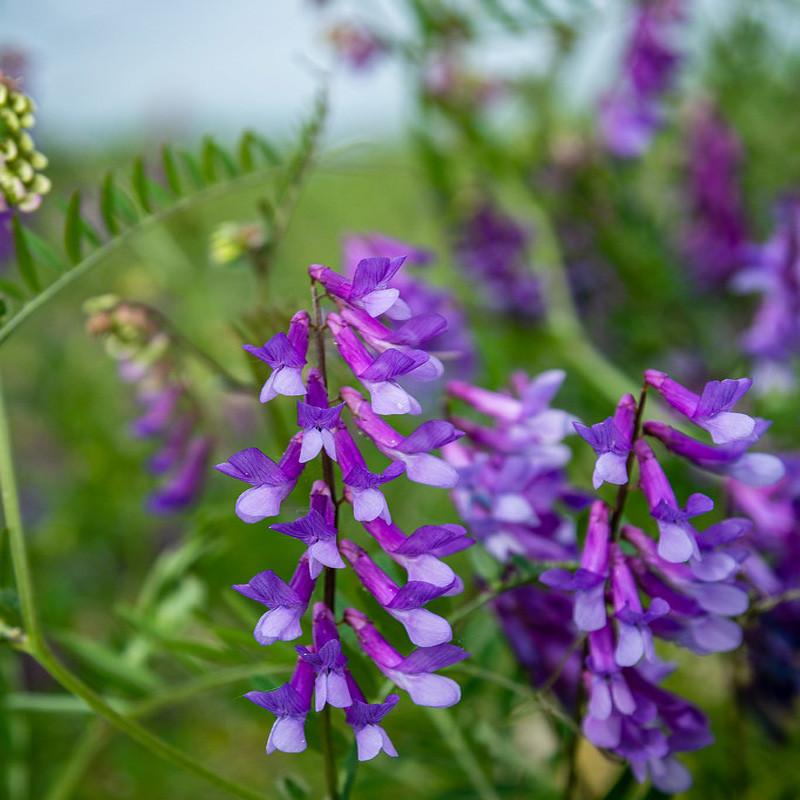 La ferme Sainte Marthe - Cerdanya vetch - 150g