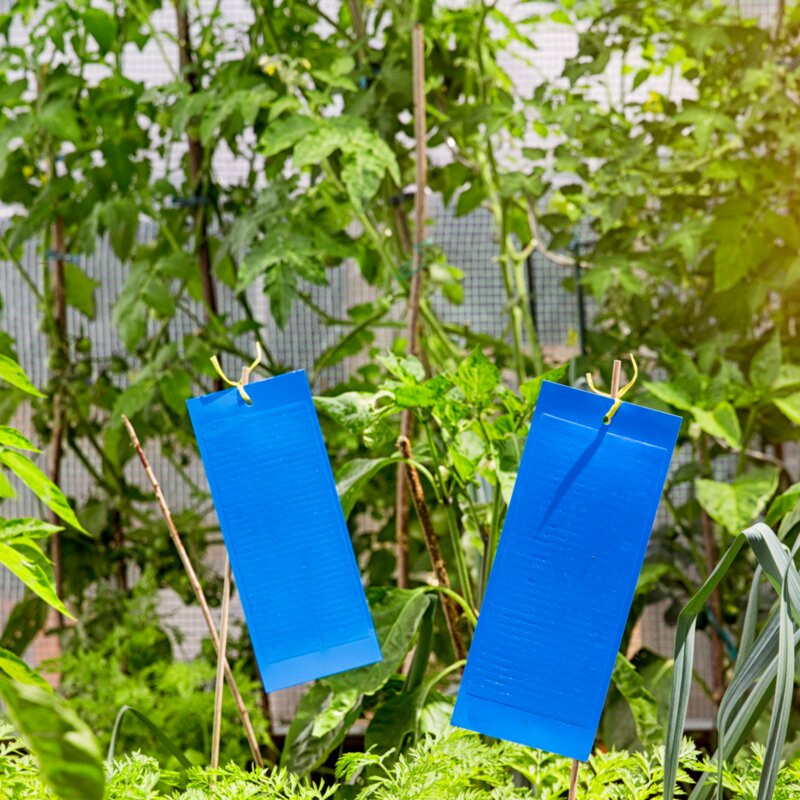 VG Garden - 10 Panneaux gluants - Piège chromatique bleu - 15x25cm