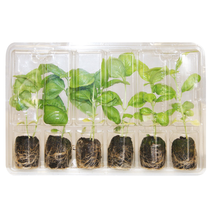 VG Garden - Lot de 6 plants de Basilic Genovese