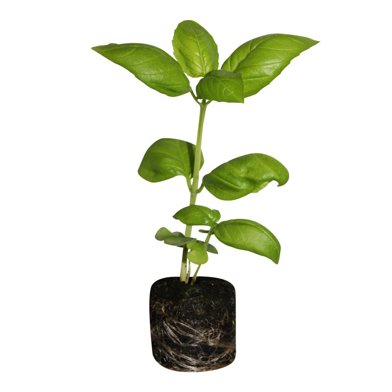VG Garden - Lotto di 6 piante di Basilico Genovese