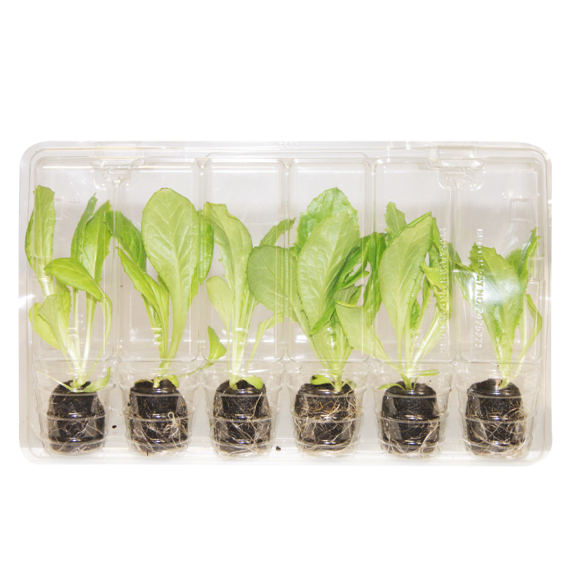 VG Garden - Lot de 6 plants de Laitue Batavia Iceberg