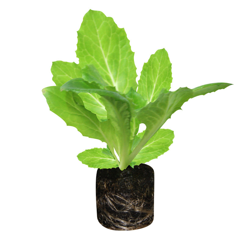 VG Garden - Lot de 6 plants de Laitue Batavia Iceberg
