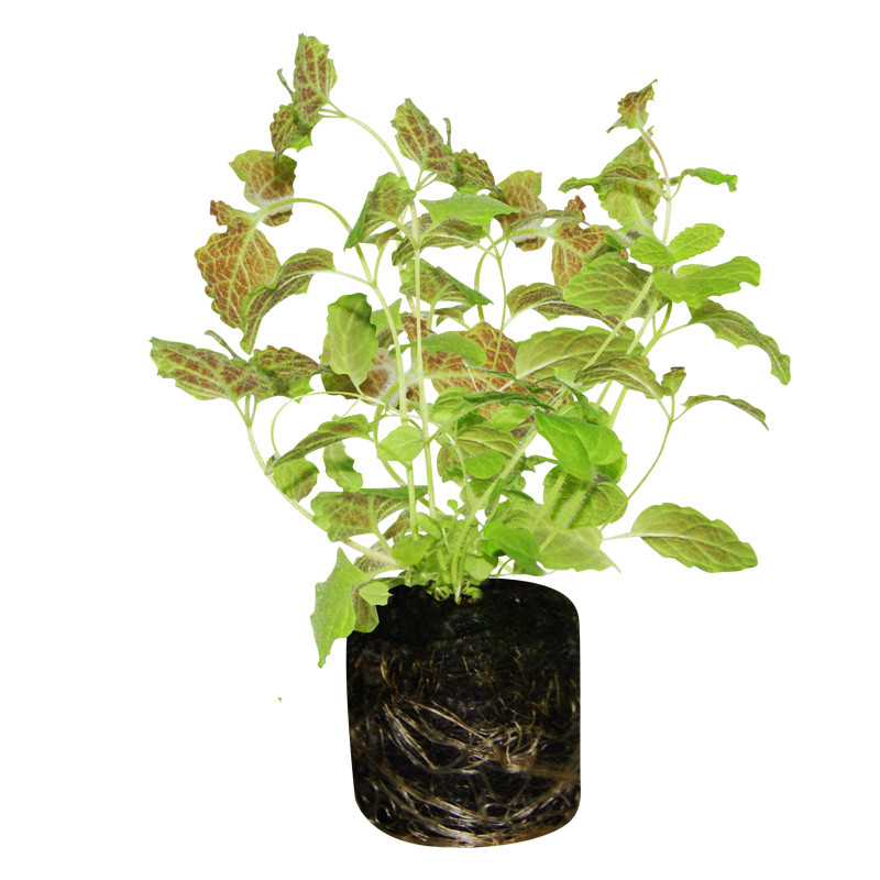 VG Garden - Lot de 6 plants de Menthe Pomme