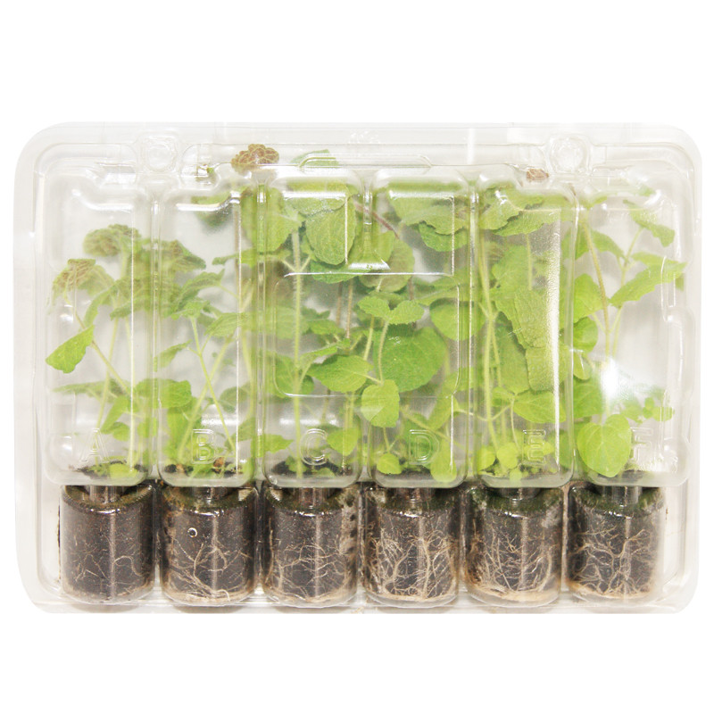 VG Garden - Lot de 6 plants de Menthe Pomme