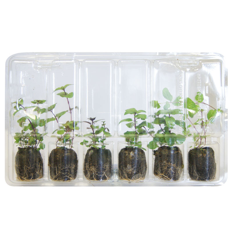 VG Garden - Lot de 6 plants de Menthe Verte