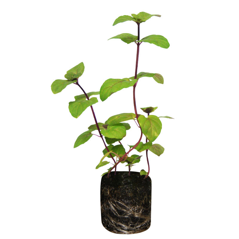 VG Garden - Lot de 6 plants de Menthe Verte
