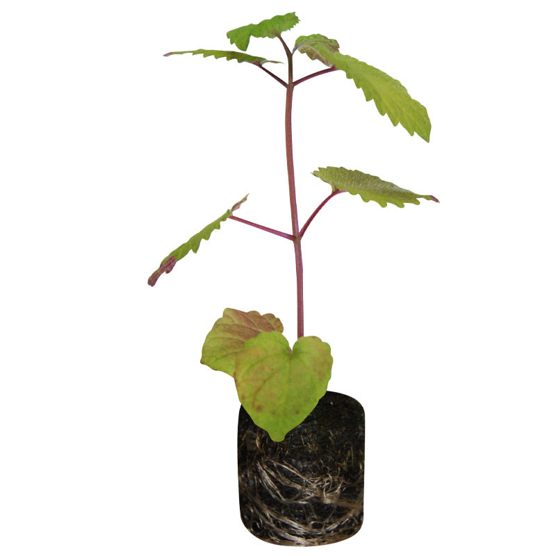 VG Garden - Lot de 6 plants de Mélisse Orange