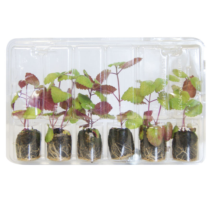 VG Garden - Lote de 6 plantas de Bálsamo de limão e laranja