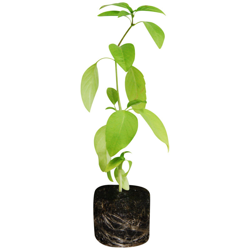 VG Garden - Lot de 6 plants de Basilic Thaï