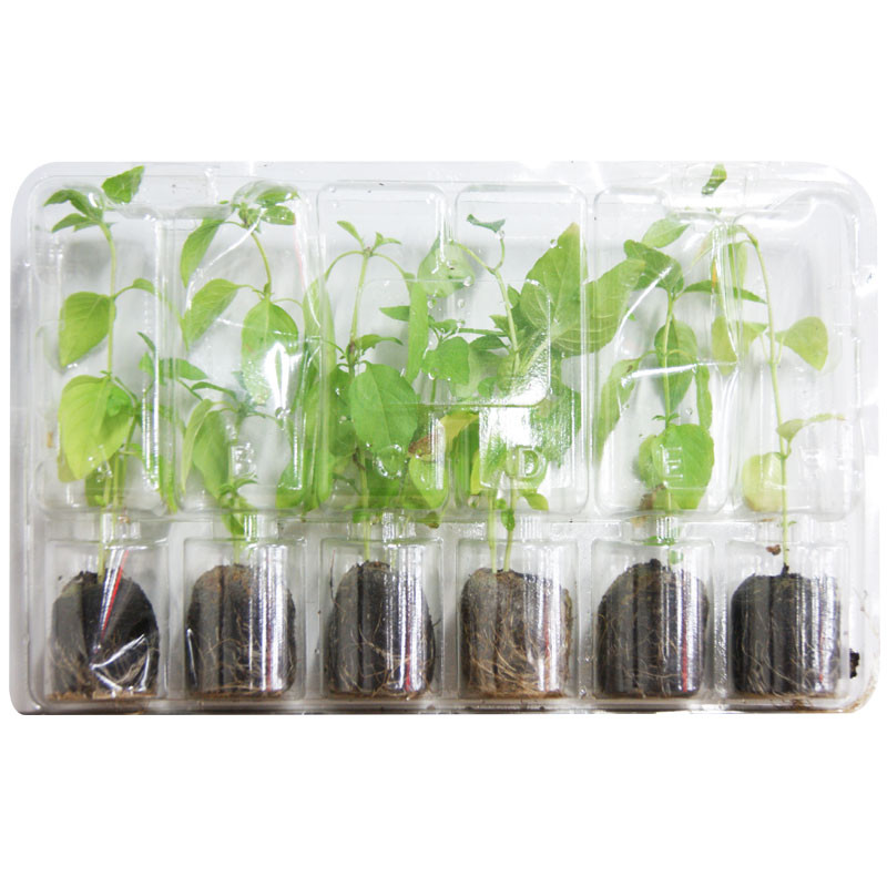 VG Garden - Lot de 6 plants de Basilic Thaï