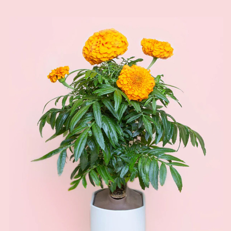 Prêt à pousser - Cápsula de Rosa de la India 50g