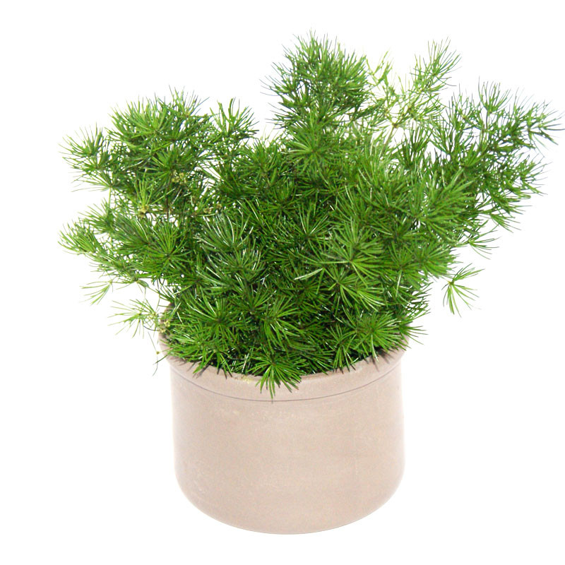 Flower Box - Stabilized plant in ceramic pot - Ming