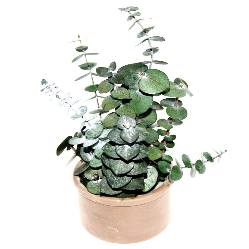 Fioriera - Pianta stabilizzata in vaso di ceramica - Cinerea